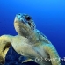 turtle_green_pm_ci_h_0005_cos0228.jpg
